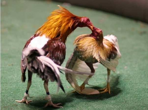 Khái niệm đá gà Campuchia là gì? 