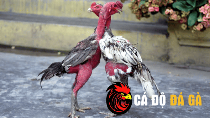 Đôi nét về đá gà tròn trực tiếp