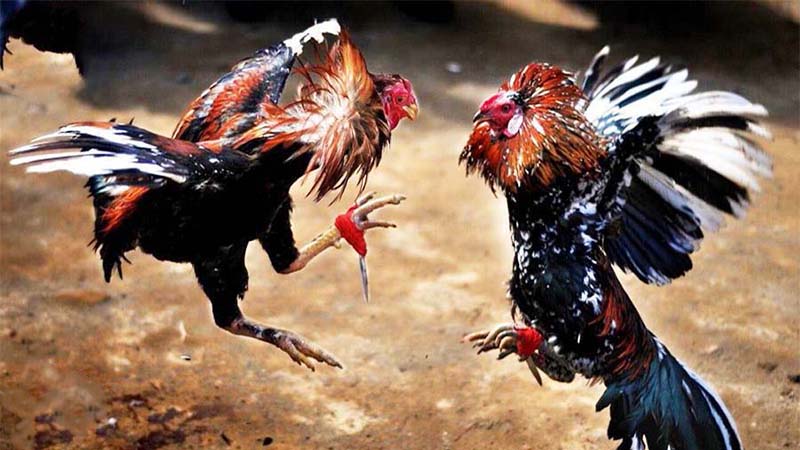 Đánh giá ngoại hình chiến kê