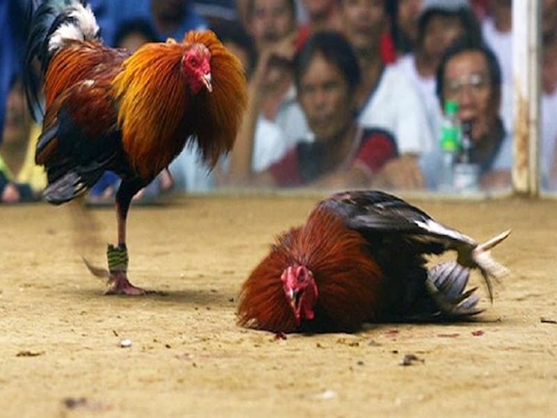 Đá gà nòi trực tiếp là gì?