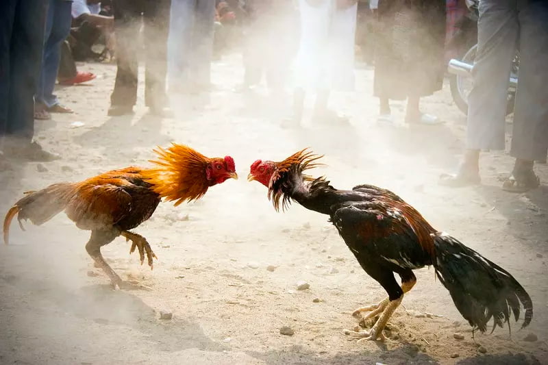 Chú ý đến cân nặng của gà