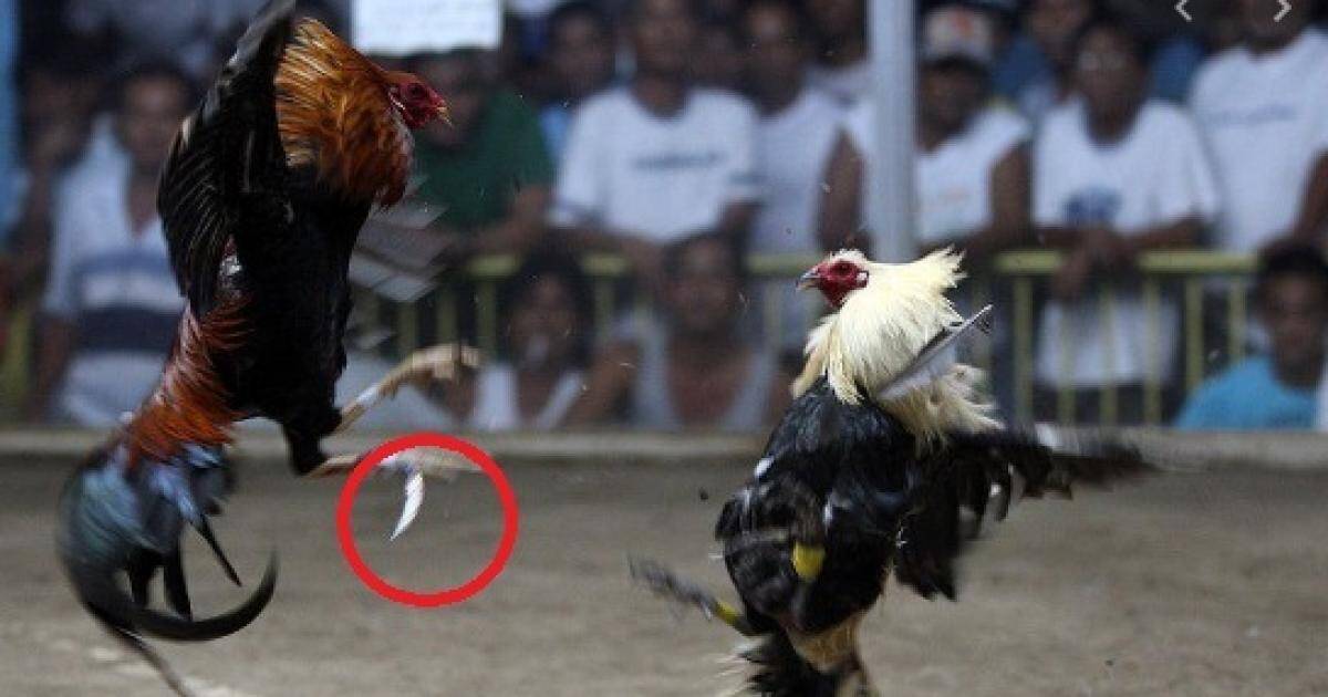 Xem xét tỷ lệ kèo