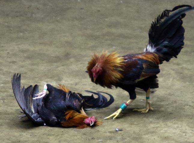 Mơ thấy đá gà có điềm báo số may mắn?