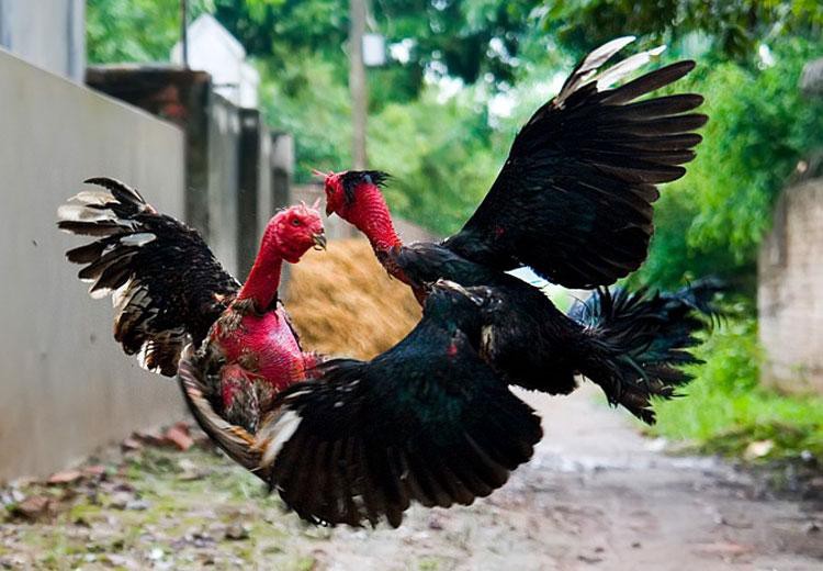 Nằm mơ thấy đá gà cho thấy điềm gì?