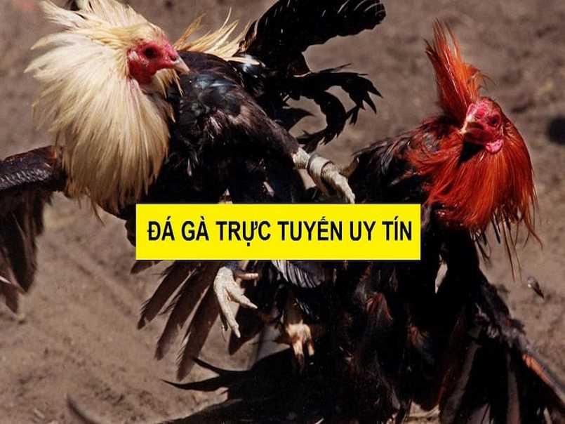 Một số thông tin sơ lược về đá gà tre thomo